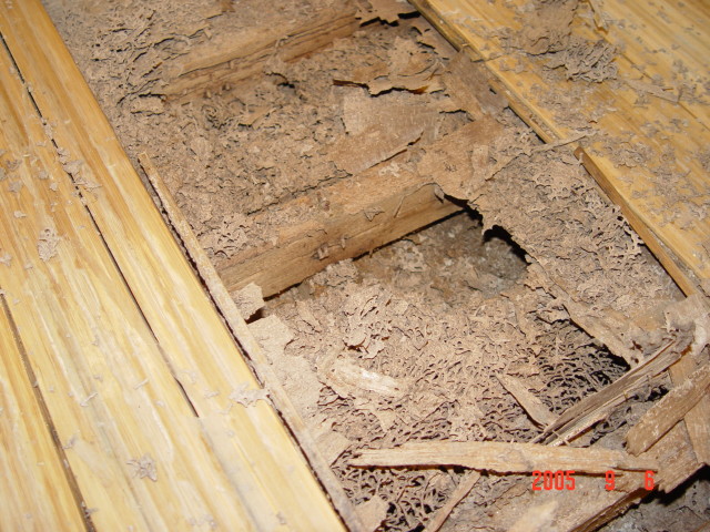 常見的木地板底下築的白蟻巢
