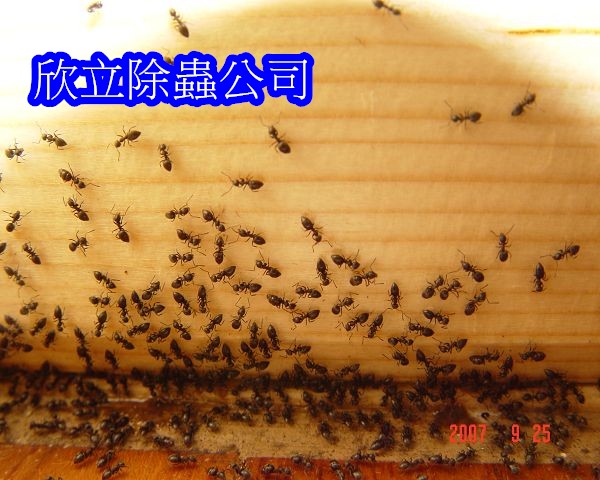 1563789876696244.jpg 螞蟻.jpg